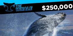 The Whale - Sunday Major Of 888 Poker